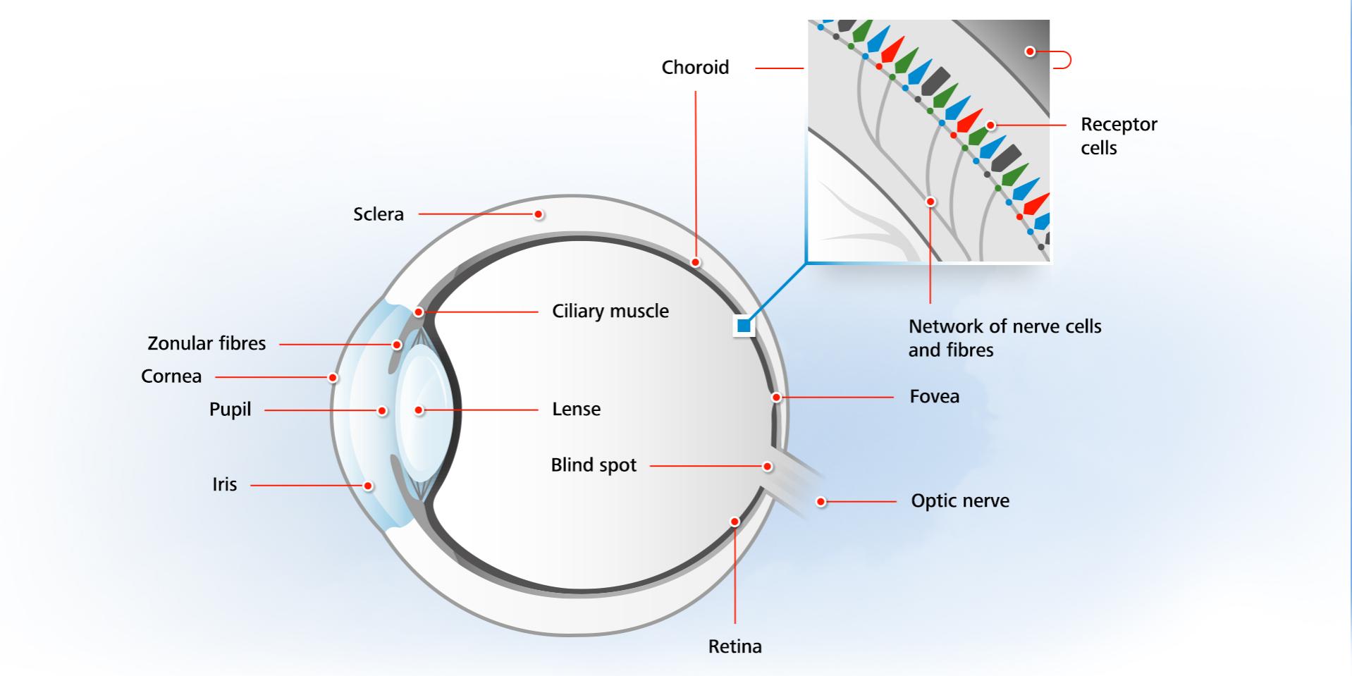 Causes of colour blindness and colour vision deficiencies